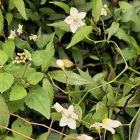 Solanum laxum Spreng.